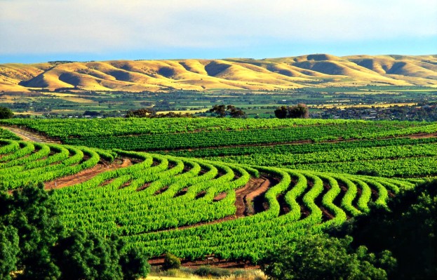 McLaren Vale, South Australia 