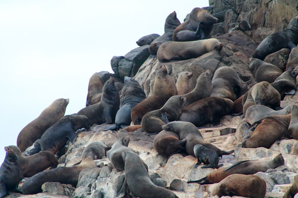 Bruny Island Cruise, Pennicott Wilderness Journeys