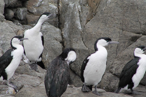 Bruny Island Cruise, Pennicott Wilderness Journeys