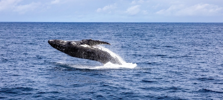 Whale-watching