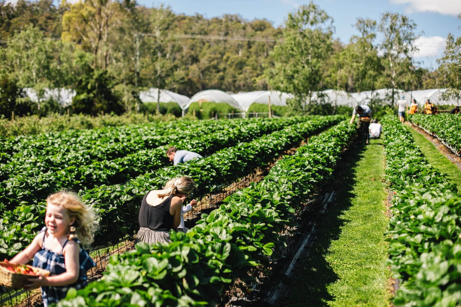 Hillwood Berry Farm