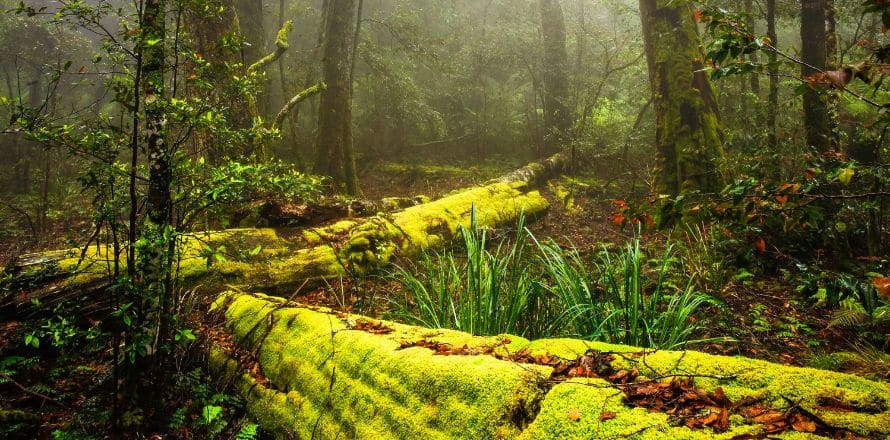-Hunter-Valley-Barrington-Tops-National-Park