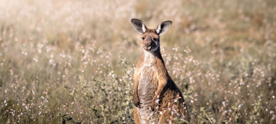 Flinders Ranges