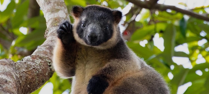 Tree Kangaroo