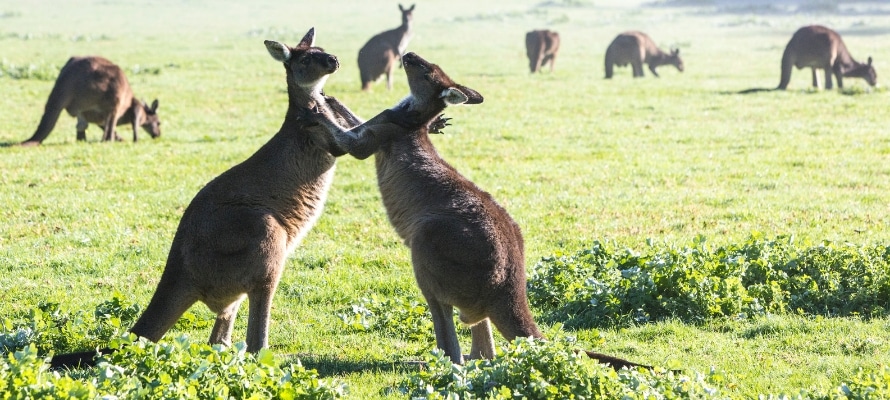 Kangaroos playing