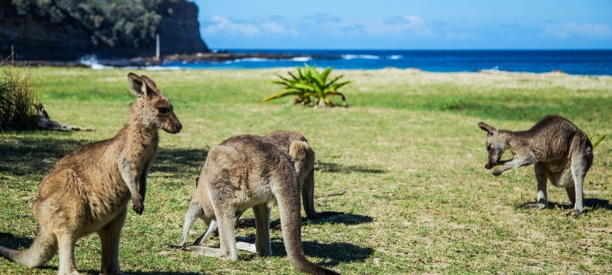 Pebbly Beach Kangaroos