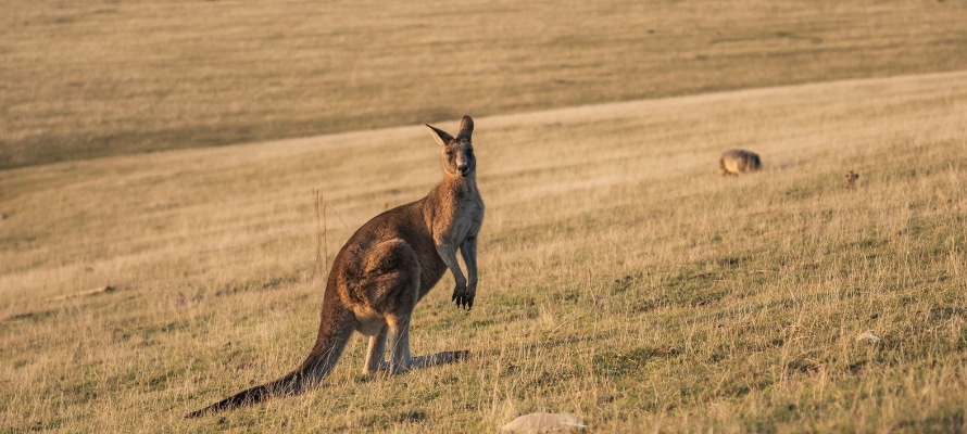 Maria Island Kangaroos