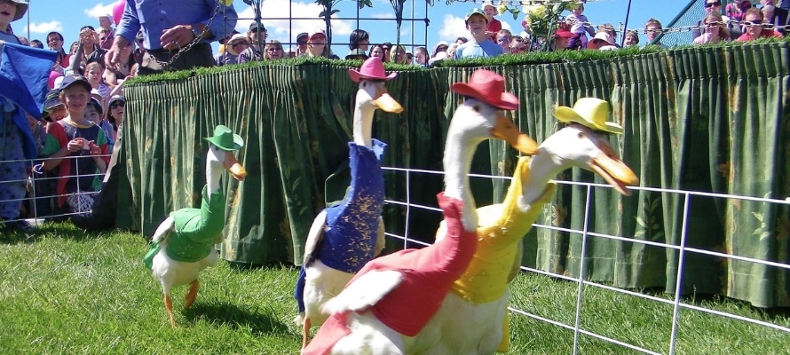 royal hobart show
